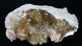 Golden Calcite Crystal Clam Fossil #6553-1